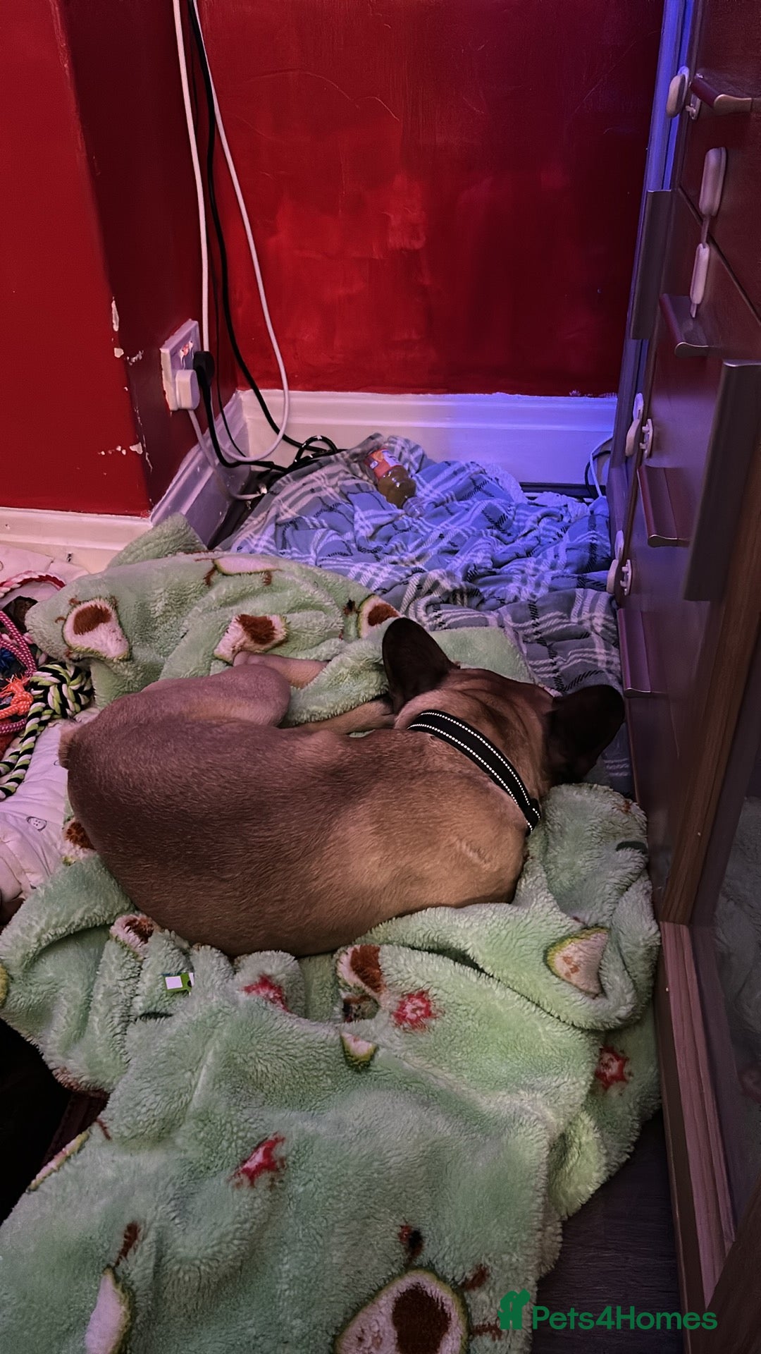 French Bulldog dogs for sale: Bear (French Bulldog) - Advert 3