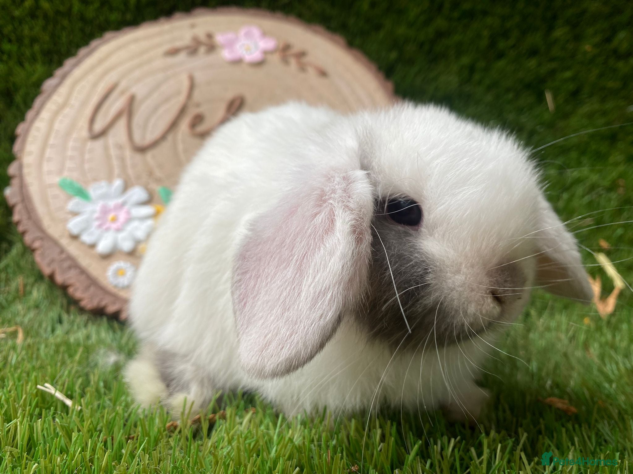 Mini Lion Lop rabbits Mini lop boy - Advert 16