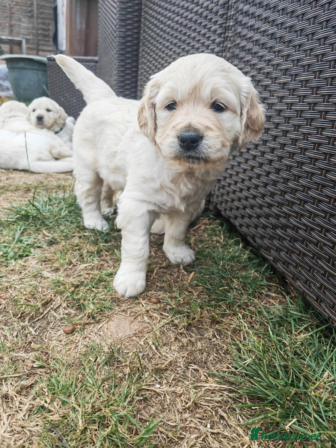 Golden Retriever dogs for sale: Gorgeous Golden Retriever Puppies  - Image 1