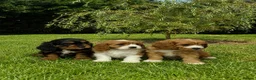 Cavapoochon dogs for sale: Beautiful Cavapoochon Puppies  - Advert 13