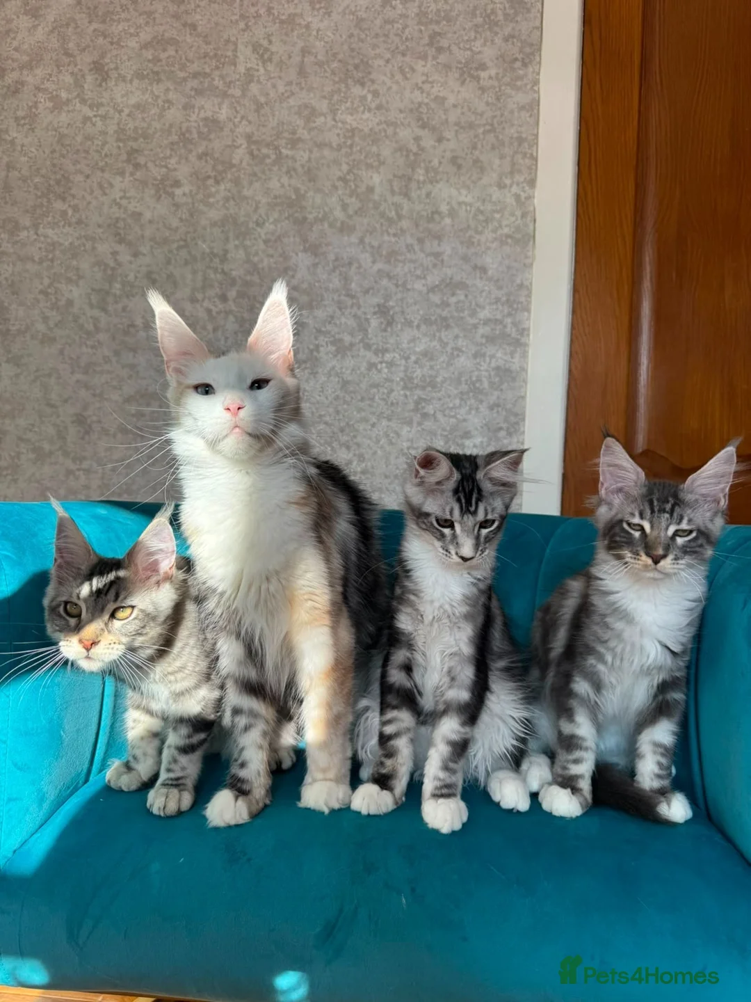 Maine Coon cats for sale: TICA Pedigree Registered Maine Coon Kittens - Advert 2