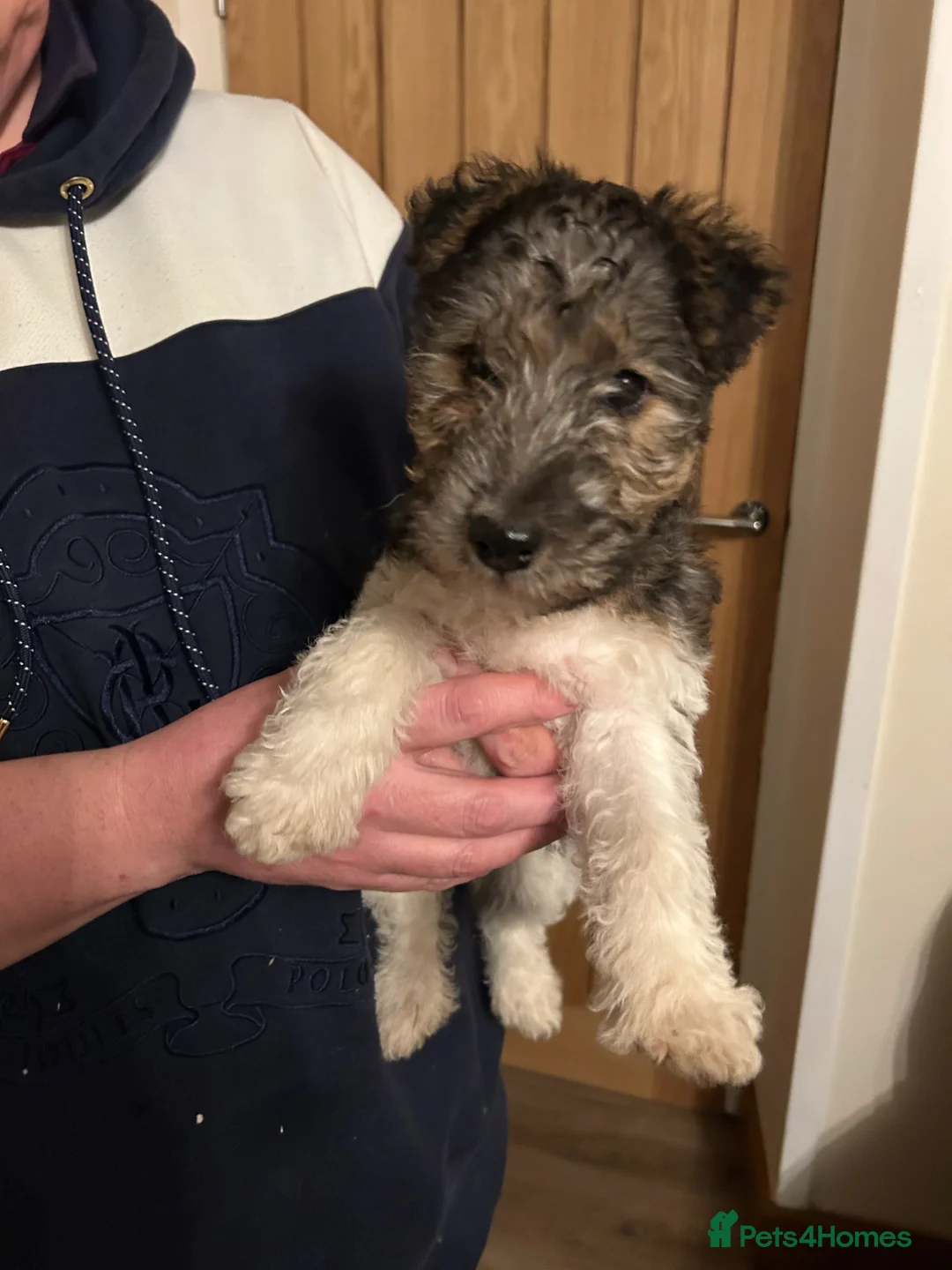 Fox Terrier dogs for sale: Fox Terrier Dog Pups in Castle Douglas - Advert 11