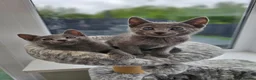 Russian Blue cats for sale: GCCF Registered Russian Blue Kittens in Tredegar - Advert 3