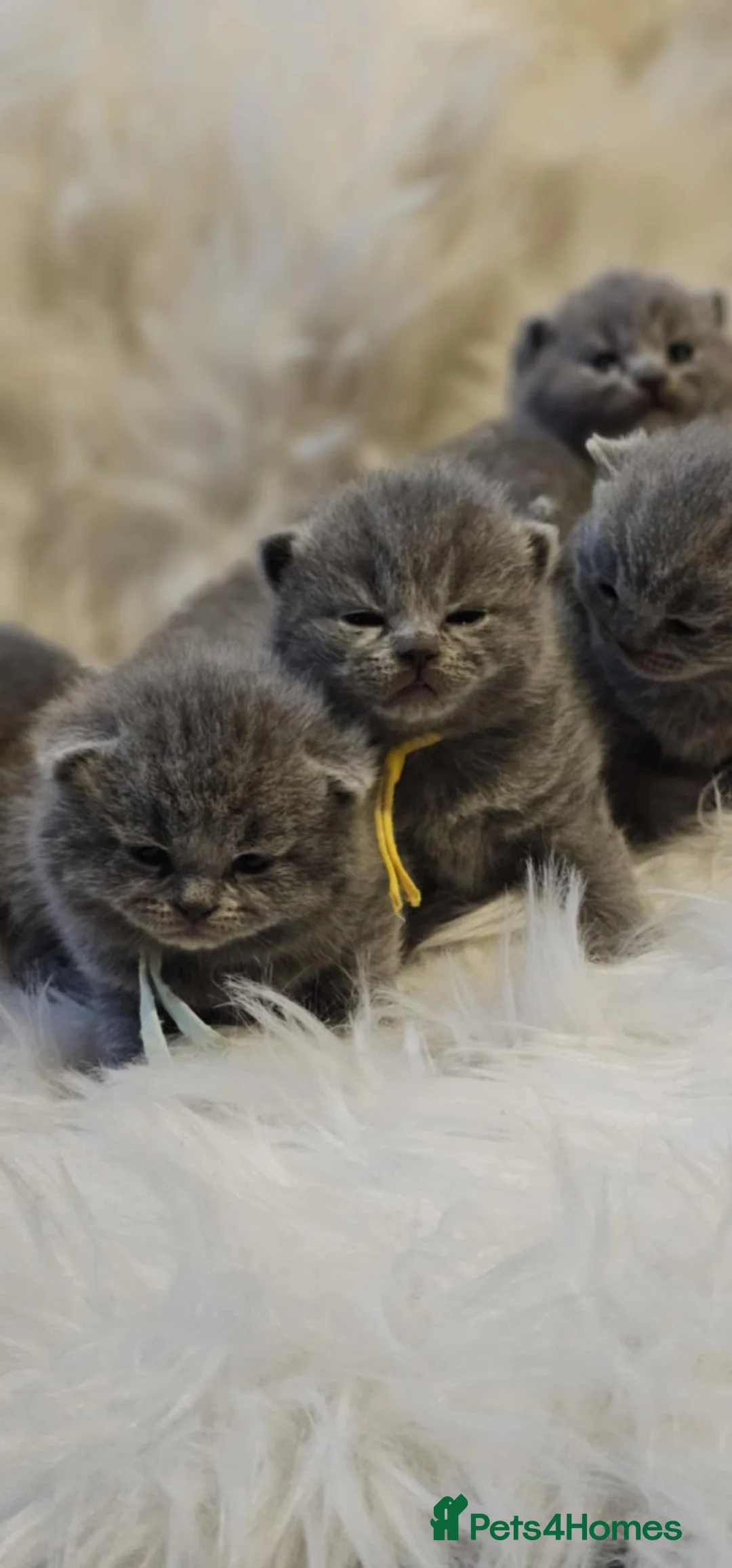 British Shorthair cats for sale: High-Quality BSH GCCF - Advert 2