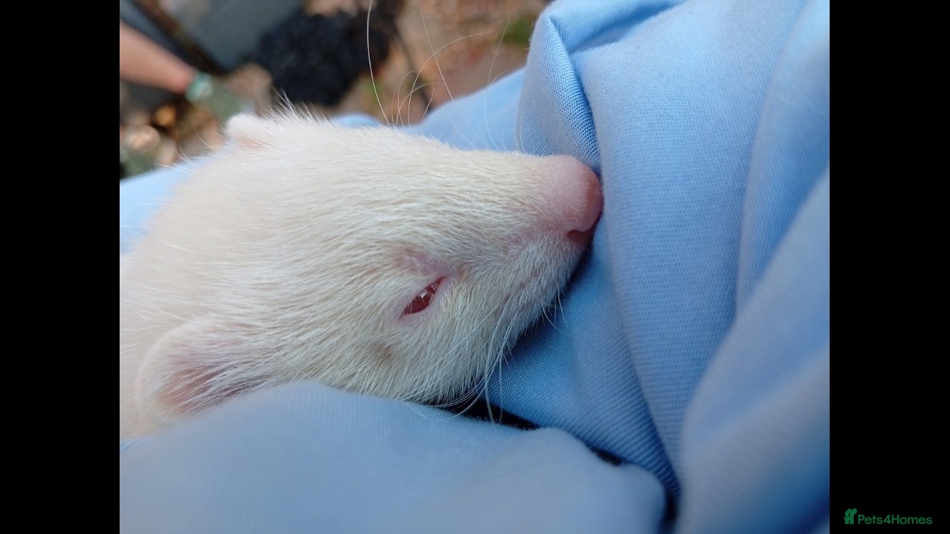 Ferret rodents Albino ferrets for sale - Advert 3