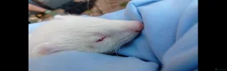Ferret rodents for sale: Albino ferrets for sale in Godalming - Advert 1