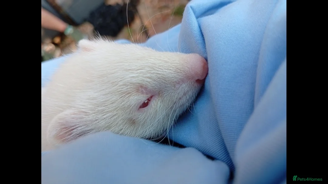 Ferret rodents for sale: Albino ferrets for sale in Godalming - Advert 1