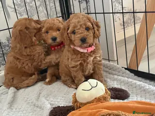 Cockapoo dogs Beautiful Cockapoo Puppies - Advert 5