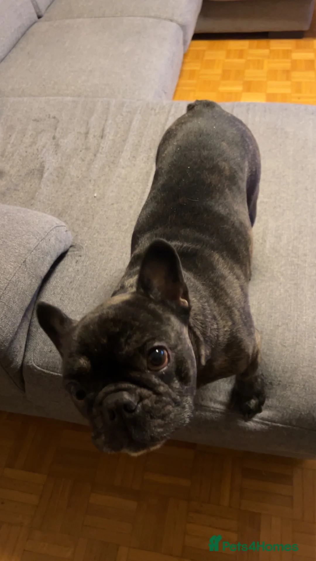 French Bulldog dogs for sale: 🐾 Beautiful French Bulldog Girl in Birmingham - Advert 6