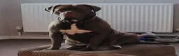 Dogue De Bordeaux dogs for sale: Dogue De Bordeaux looking for a new loving home  - Advert 8