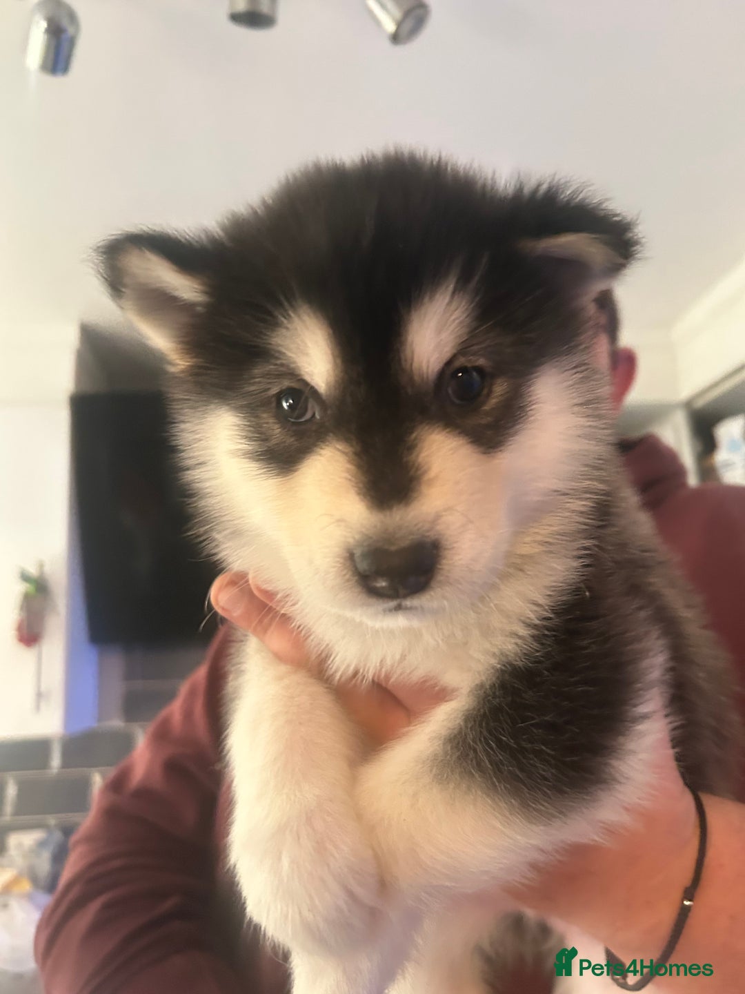 Alaskan Malamute dogs for sale: !ONLY 3 LEFT! - Advert 10