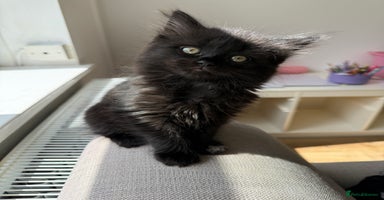 Persian cats - Advert 2