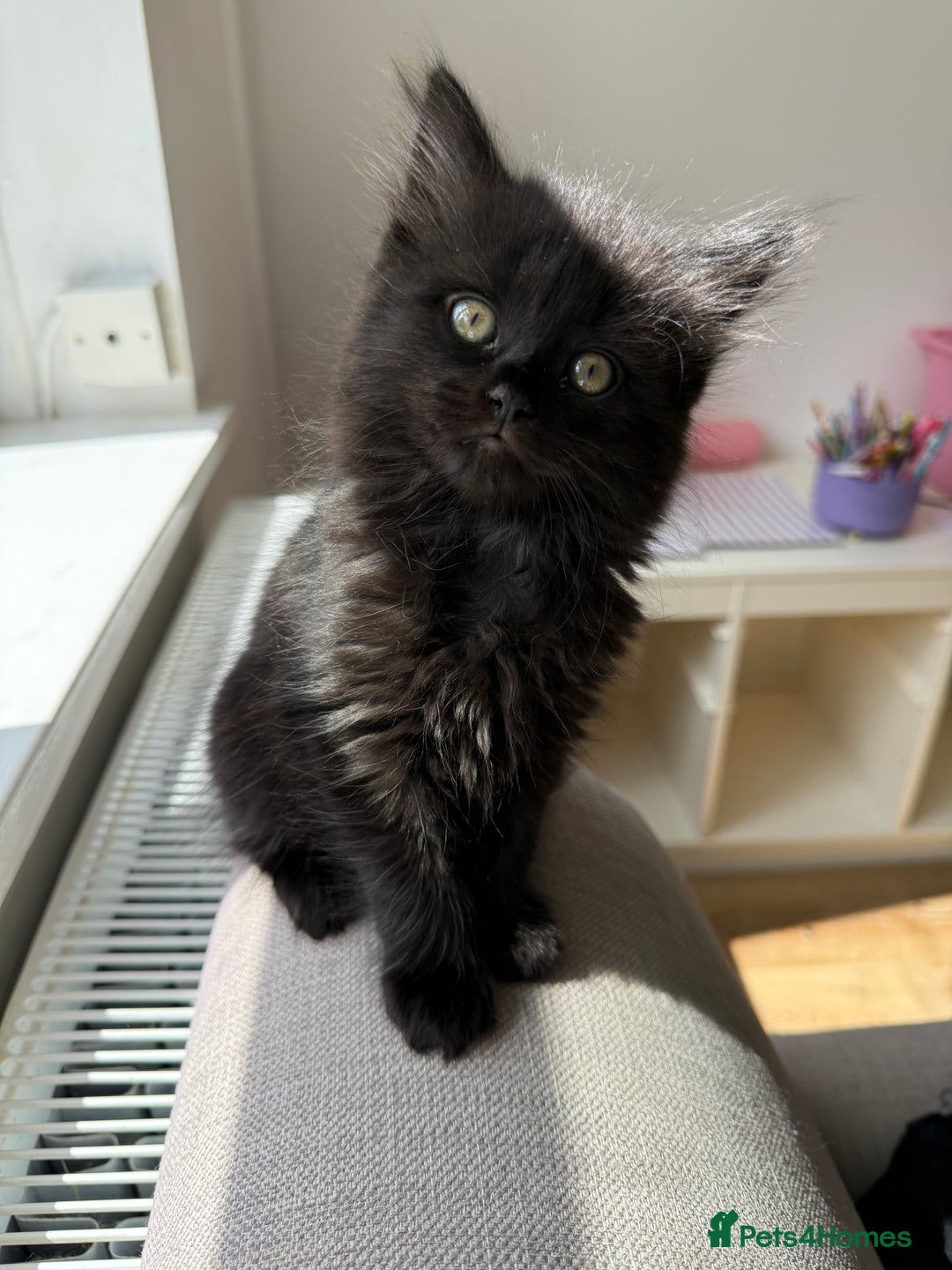 Persian cats for sale: Persian / British shorthair mix 🩷8 weeks old 🩷 - Image 1