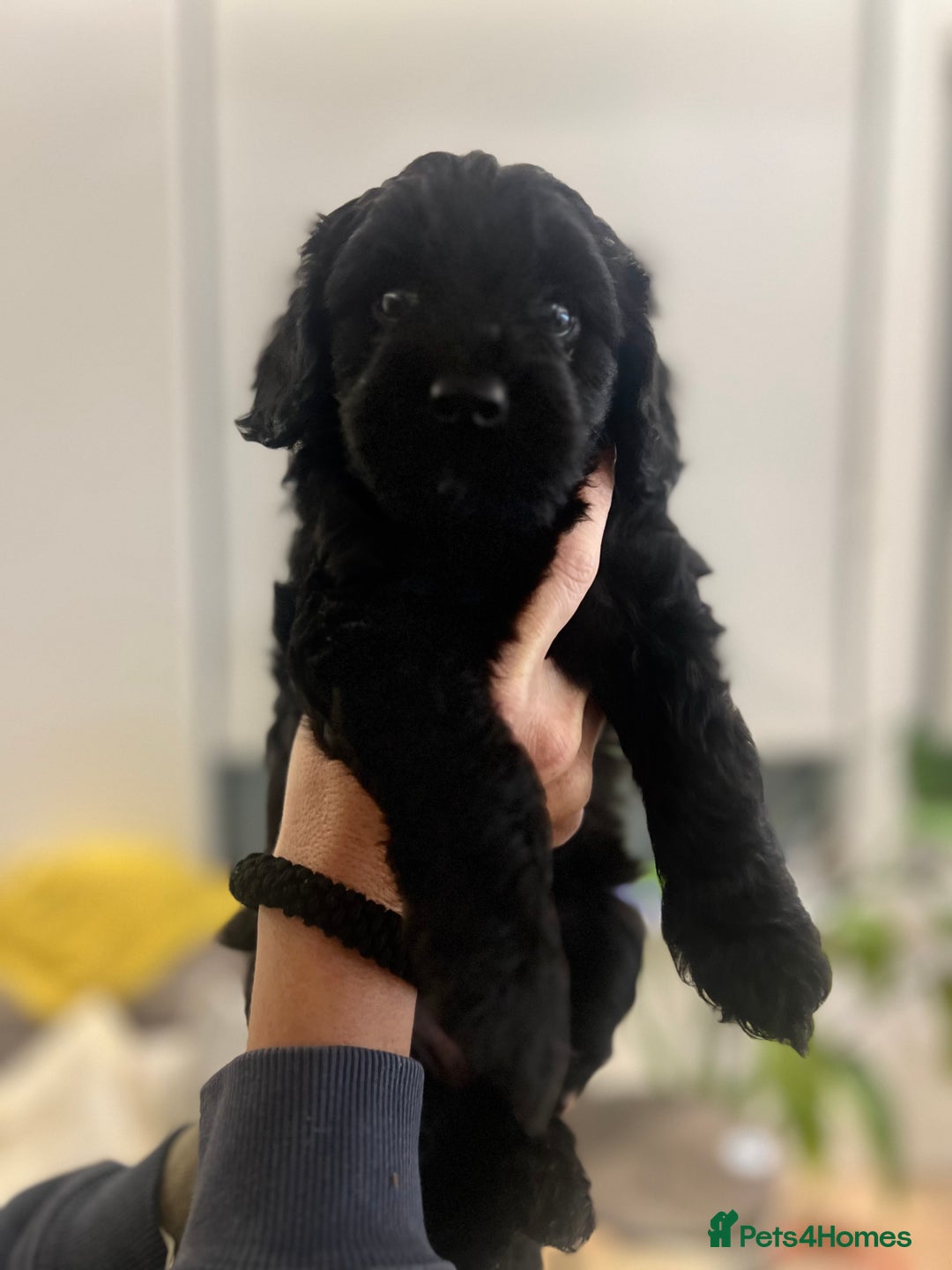 Mixed Breed dogs for sale: Tiboodle Puppies – Toy Poodle x Tibetan Terrier - Image 14