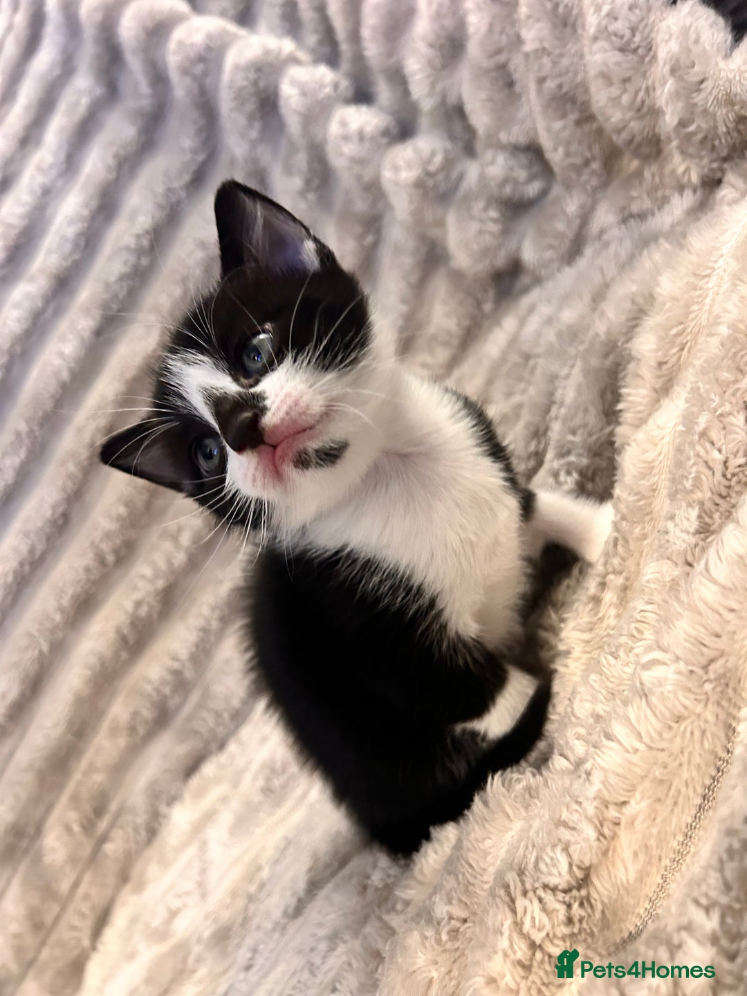 Mixed Breed cats for sale: 3 kittens for sale  - Advert 7