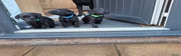 Labrador Retriever dogs for sale: Black labrador puppies - Advert 20
