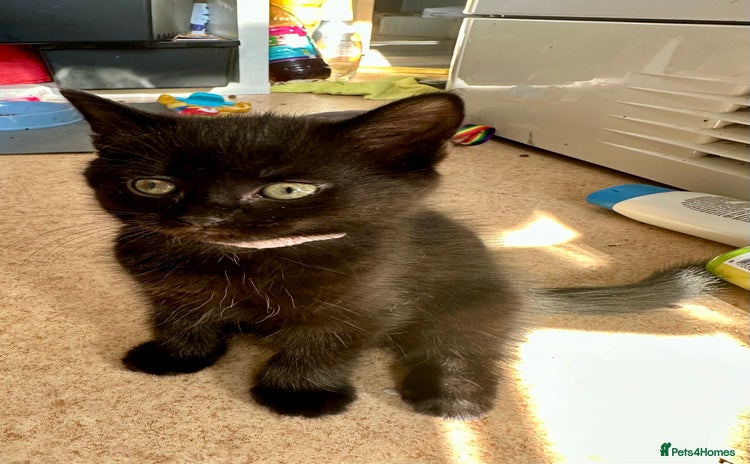 Domestic Shorthair cats - Advert 1