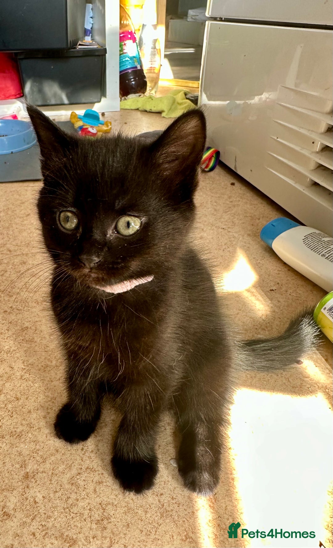 Domestic Shorthair cats for sale: One lovely female Black  black kittens - Image 2