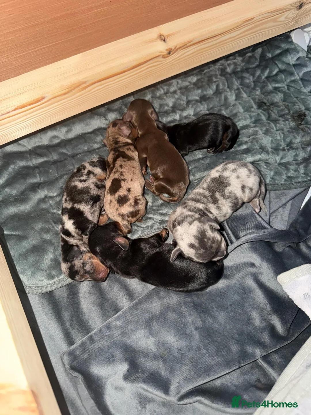 Miniature Dachshund dogs for sale: miniature dachshund  in Yarm - Advert 12