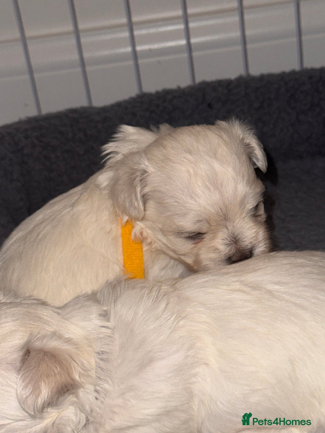 Maltese dogs for sale: Beautiful Maltese puppies ✨ - Advert 6