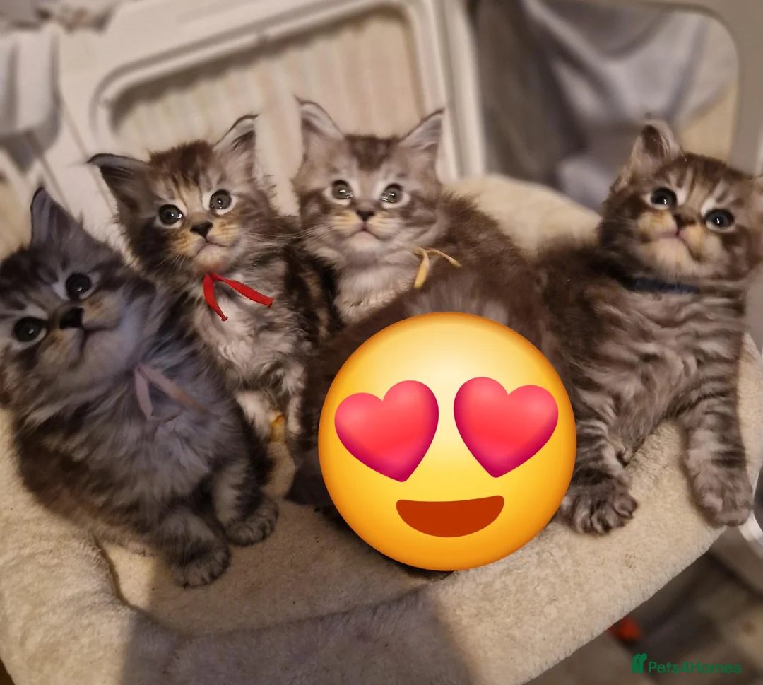 Maine Coon cats for sale: Gorgeous mainecoon kittens available  in Cleckheaton - Advert 2