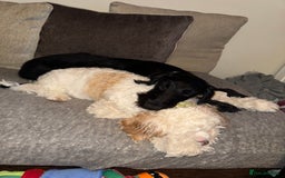 Mixed Breed dogs for sale: Female German Wirehaired Sprointer (11 Months) - Image 4