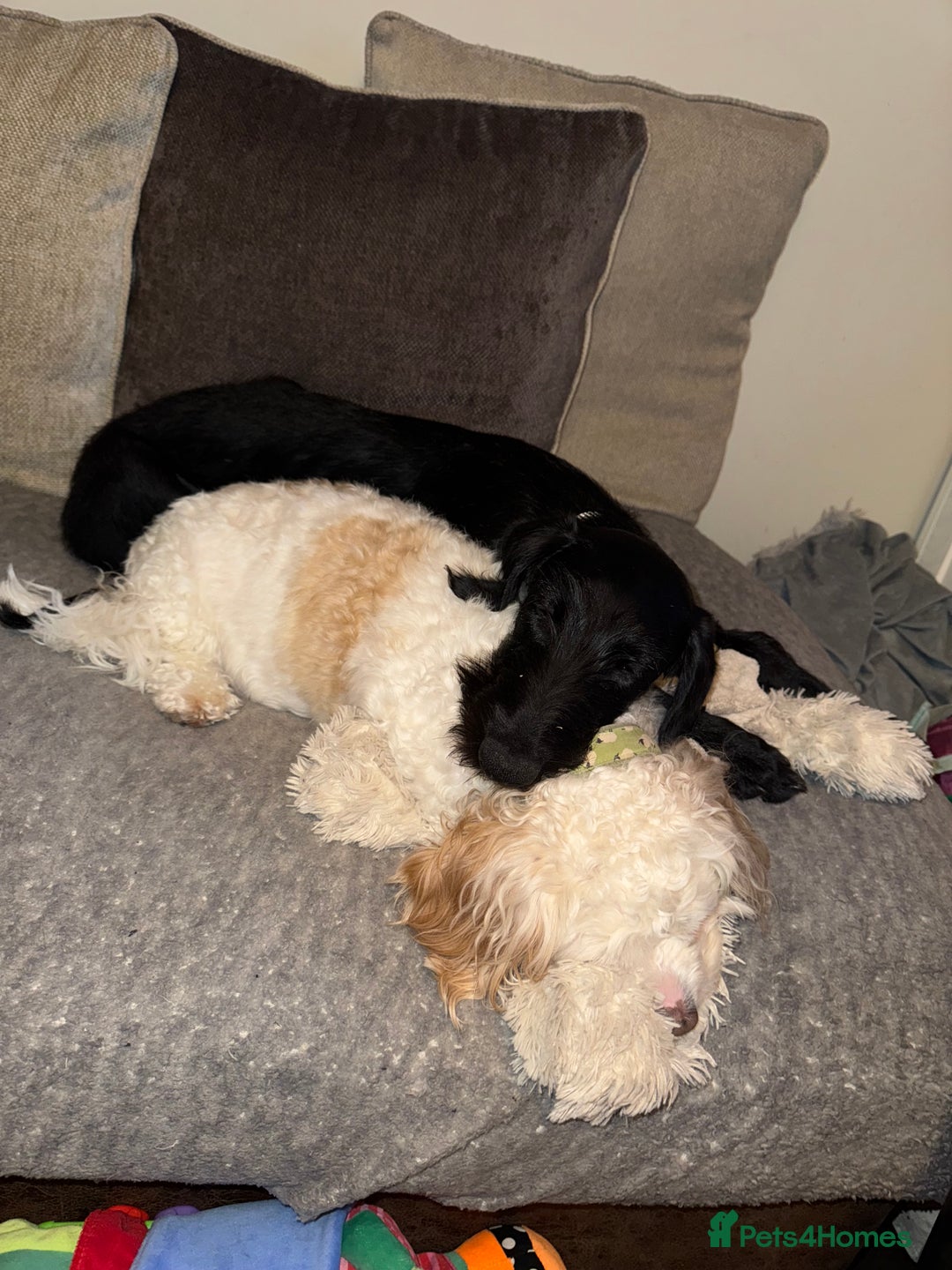 Mixed Breed dogs for sale: Female German Wirehaired Sprointer (11 Months) - Image 4
