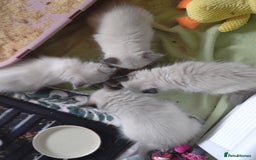 Ragdoll cats for sale: GCCF pedigree ragdoll kittens for sale £850 -£1100 - Image 31