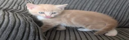 Domestic Shorthair cats for sale: 6 adorable kittens  - Advert 8