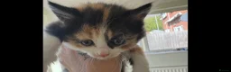 Mixed Breed cats for sale: Last girl left - Advert 3