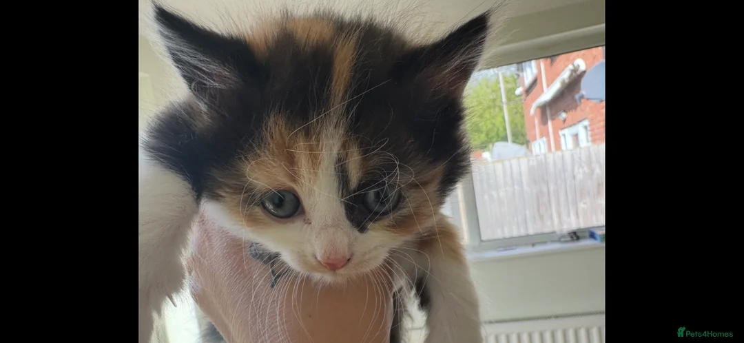 Mixed Breed cats for sale: Last girl left - Advert 3