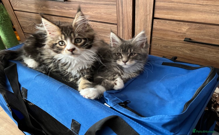 Maine Coon cats - Advert 10