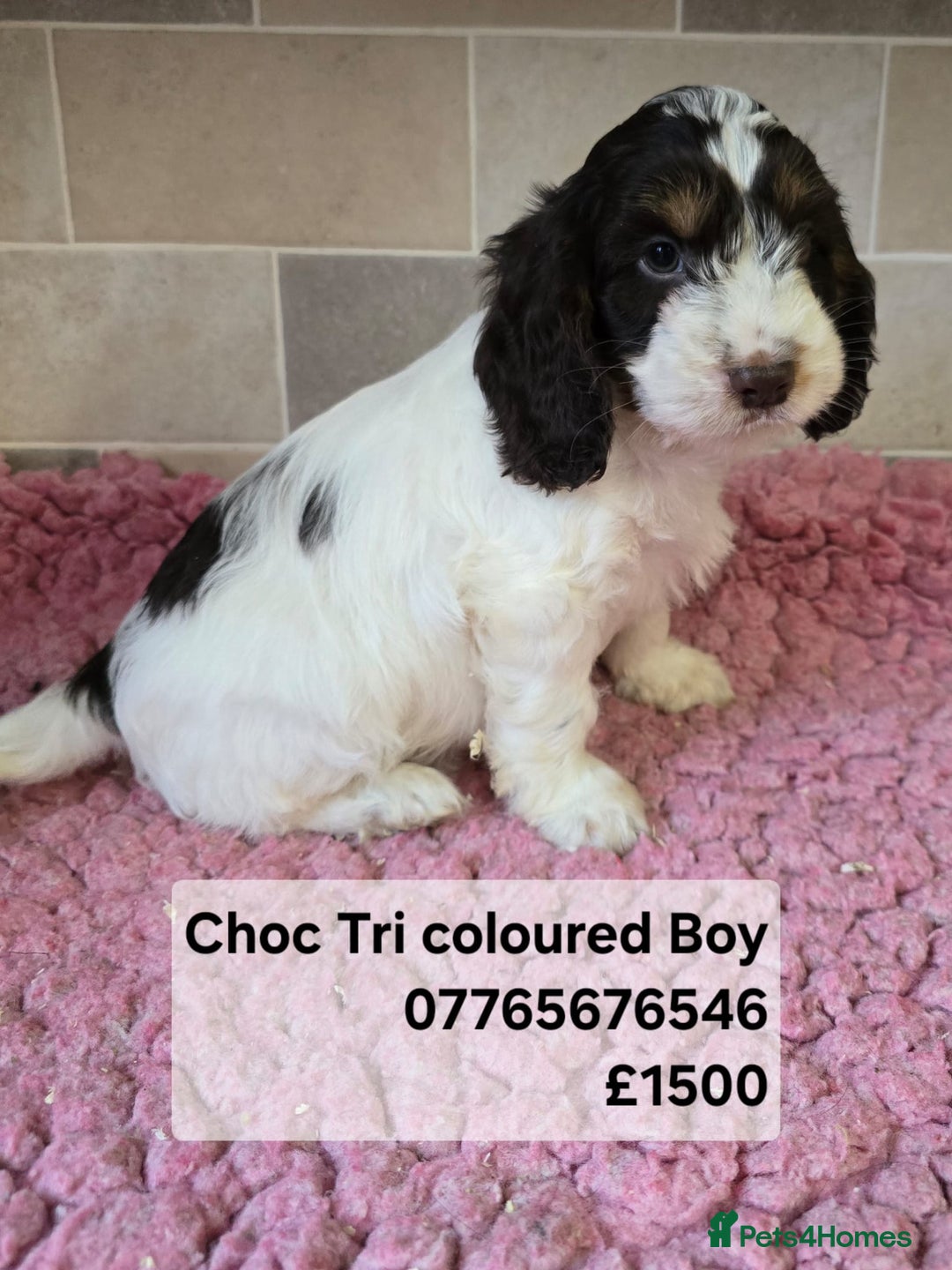 Cockapoo dogs for sale: Quality Cockapoo Puppies Licenced Domestic Breeder - Advert 3