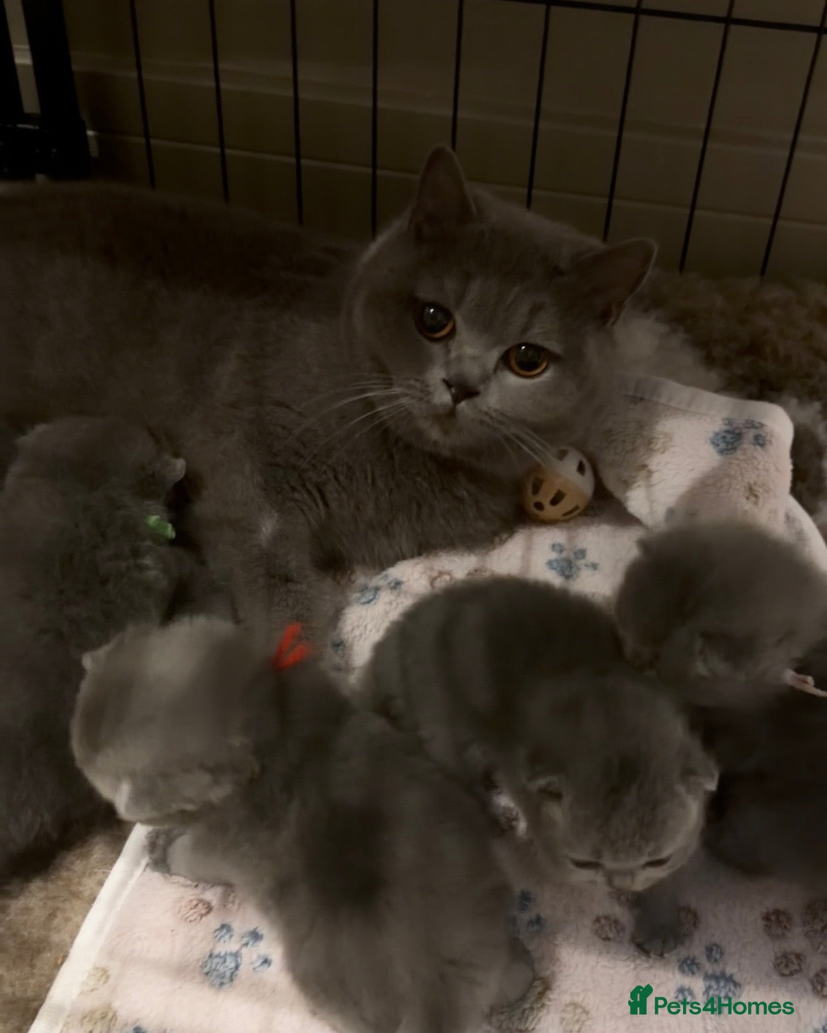 British Shorthair cats for sale: ✨ GCCF BEAUTIFUL KITTENS ✨ - Advert 27