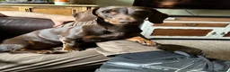 Dachshund dogs for sale: Female miniature Dachshund  - Advert 9