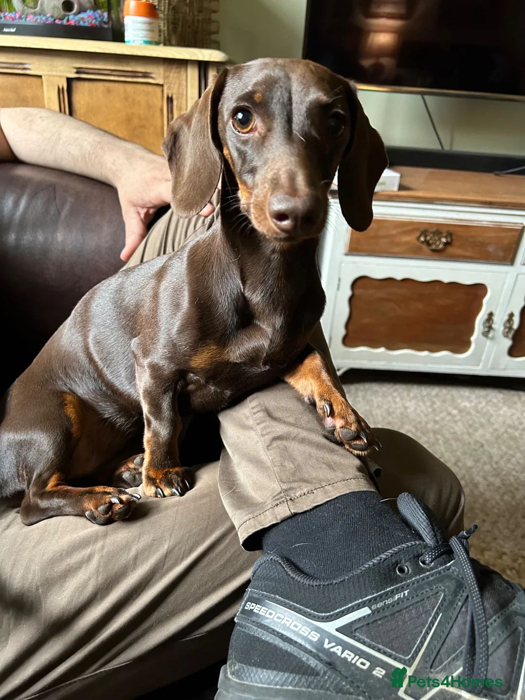 Dachshund dogs for sale: Female miniature Dachshund  - Advert 9