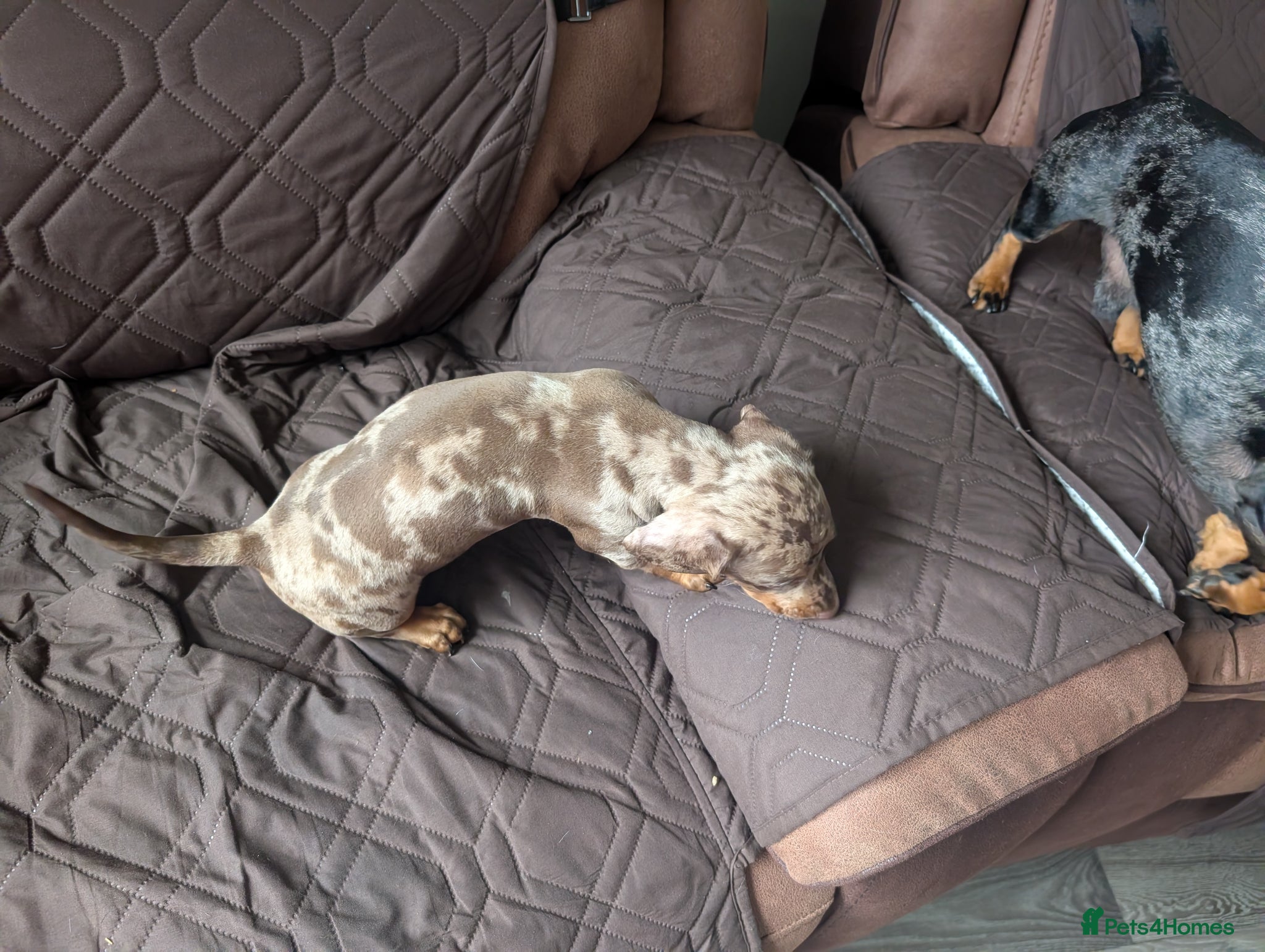 Miniature Dachshund dogs for sale: Adorable Miniature Dachshund Puppies Ready Now in Knottingley - Advert 8