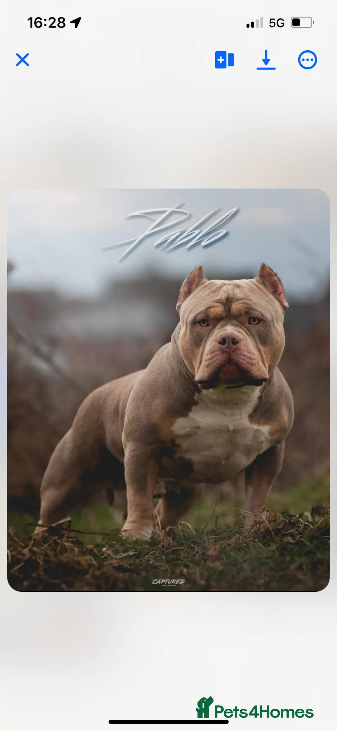 American Bully dogs for sale: American pocket bully’s 🇺🇸 🦍 - Advert 3