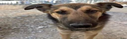 Mixed Breed dogs for adoption: Ted (German Shepherd mix) in Chesterfield - Advert 12