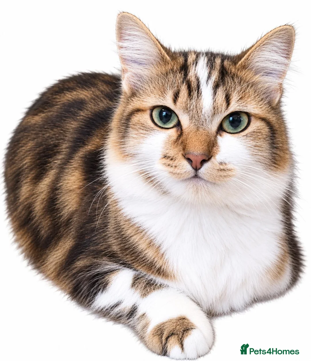 British Shorthair cats for sale: 🐱❤️ Two Beautiful Kittens ❤️🐱 - Advert 5
