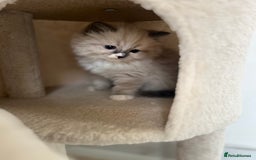 Ragdoll cats for sale: Meet Special Joy - Image 14