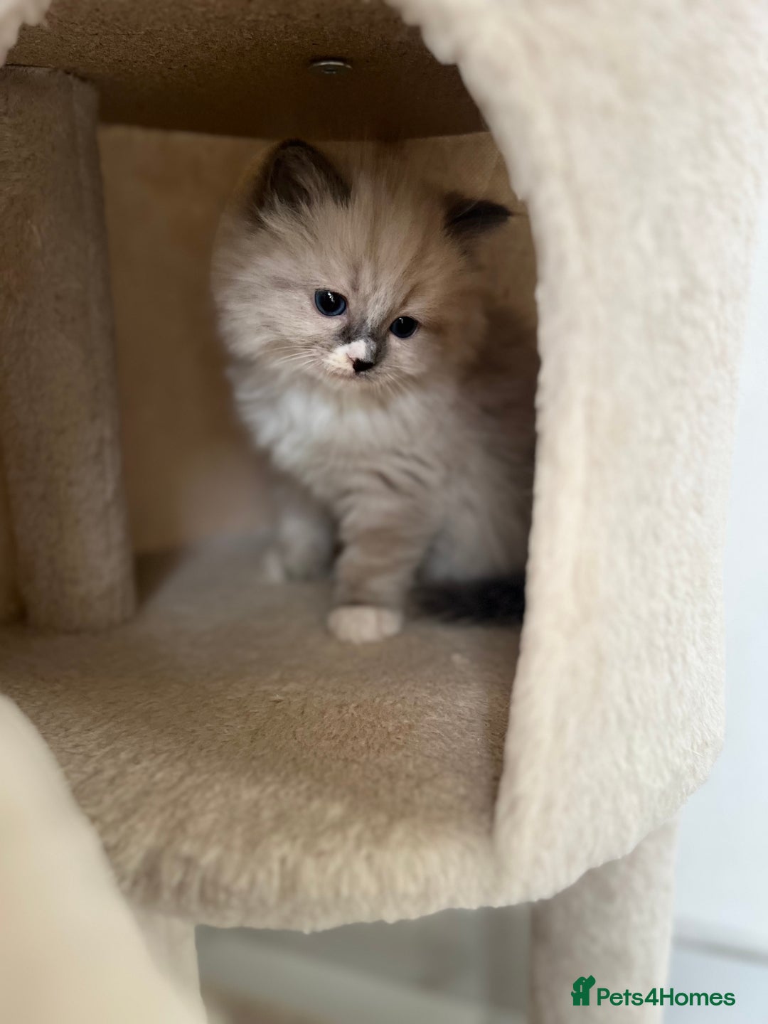Ragdoll cats for sale: Meet Special Joy - Image 14