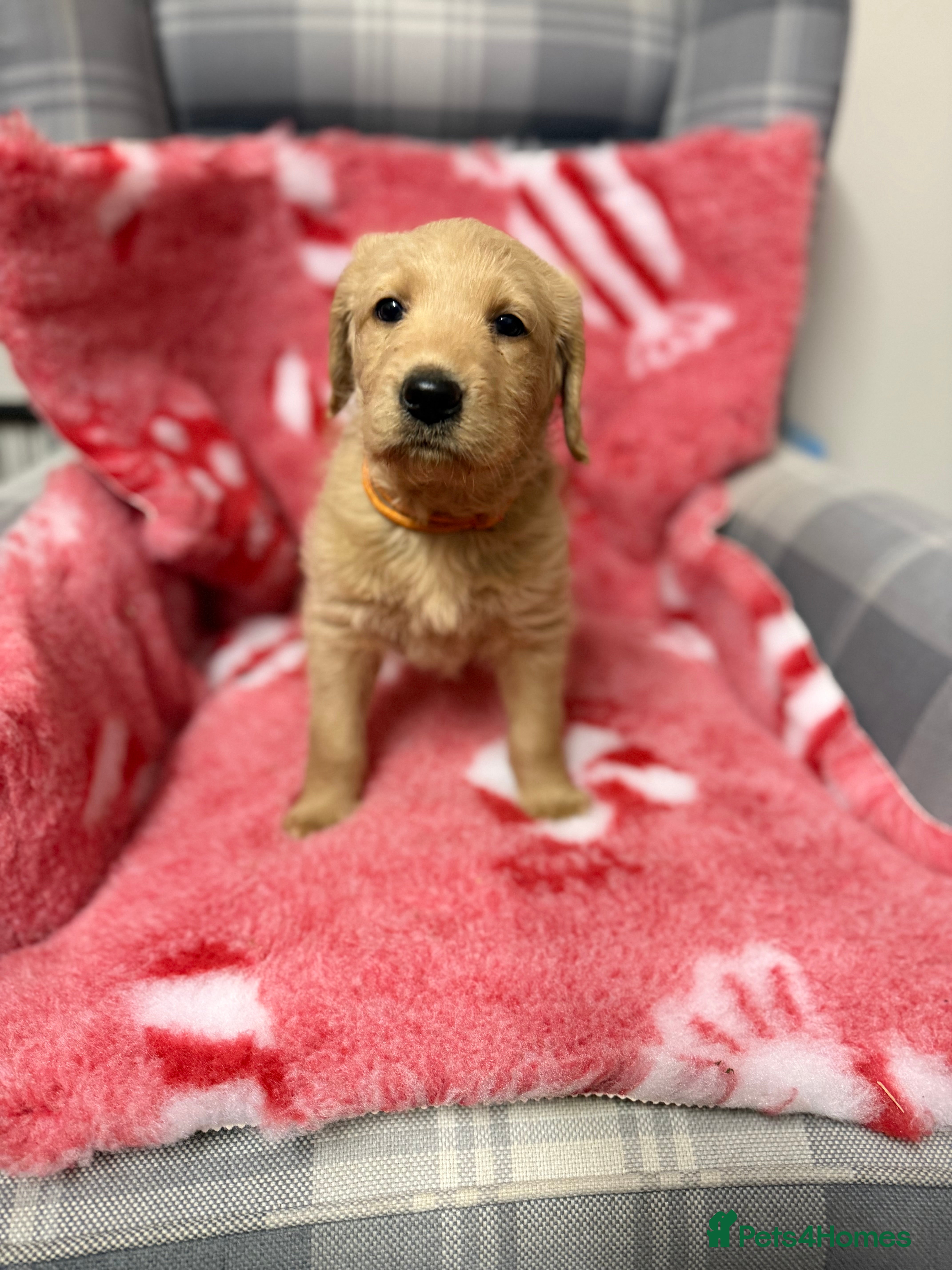 Labradoodle dogs 1 labradoodle girl left  **  - Advert 12