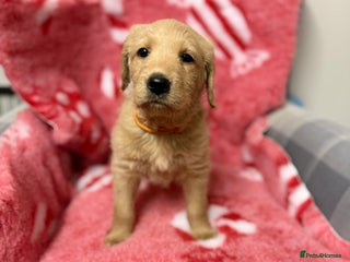 Labradoodle dogs 1 labradoodle girl left ** - Advert 1