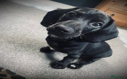 Mixed Breed dogs for sale: Black puppy with white strip on chest  - Image 2