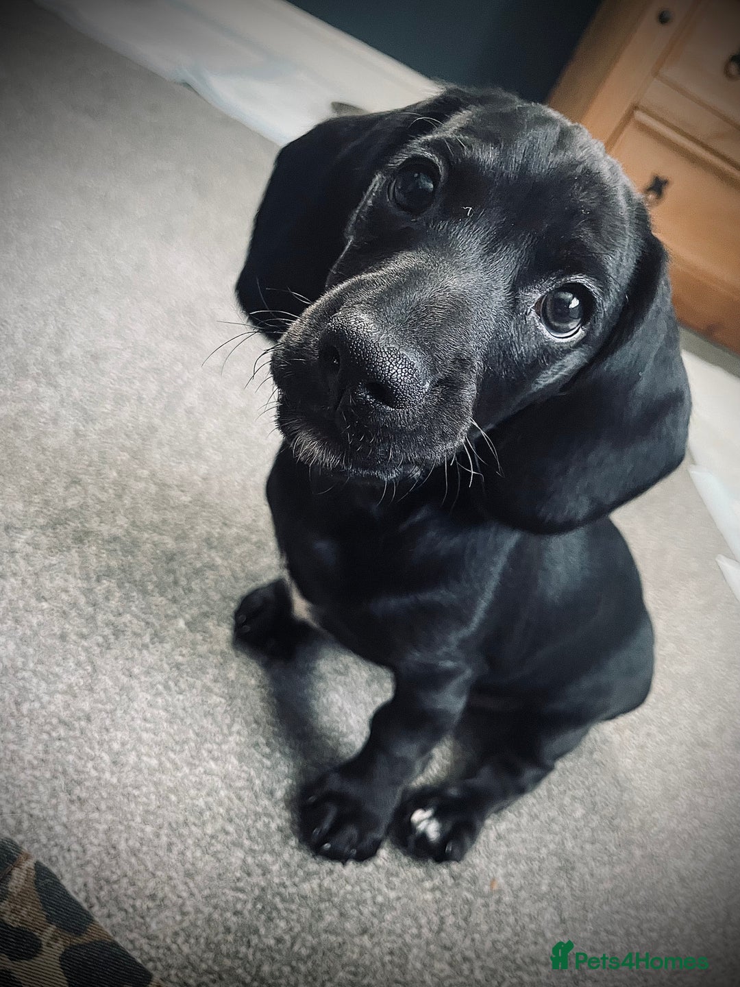 Mixed Breed dogs for sale: Black puppy with white strip on chest  - Image 2