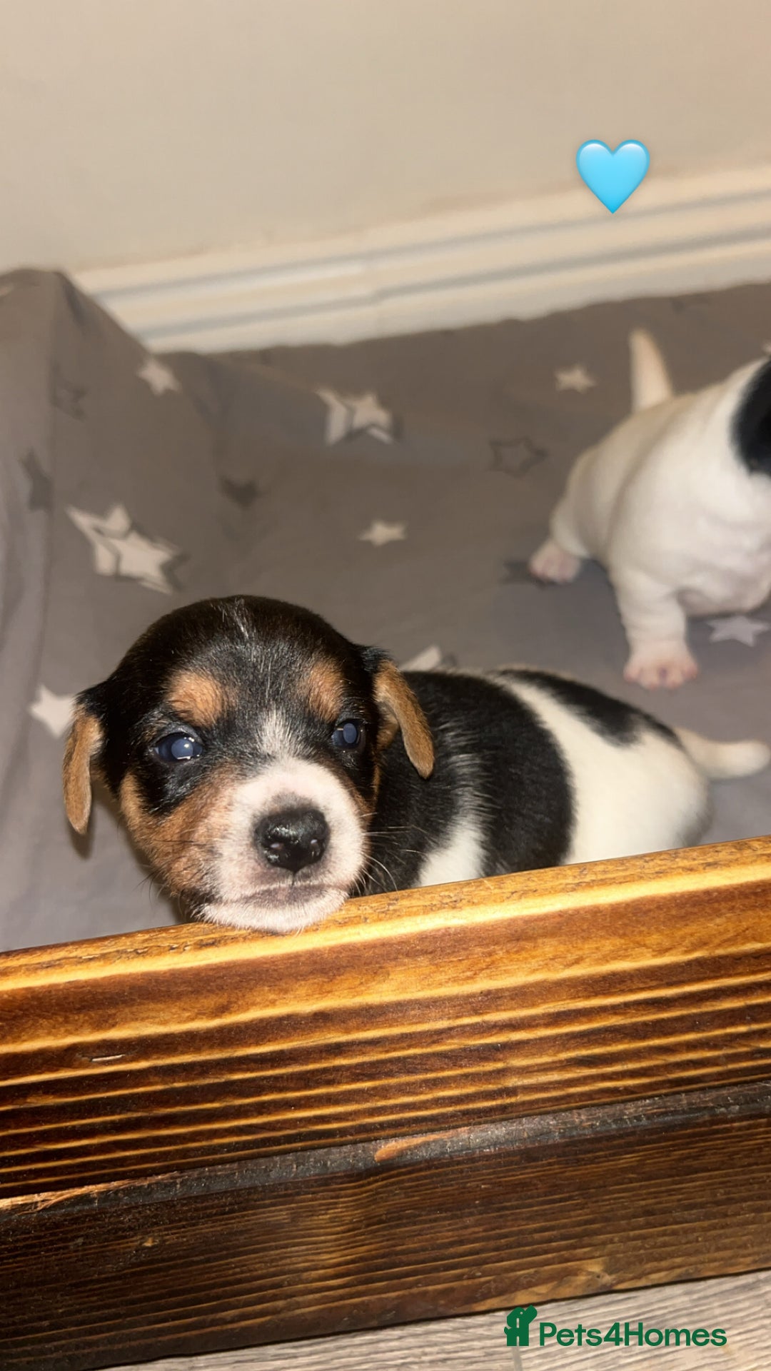 Jack Russell dogs for sale: Jack Russell Pups. 2 girls 2 boys  - Advert 4