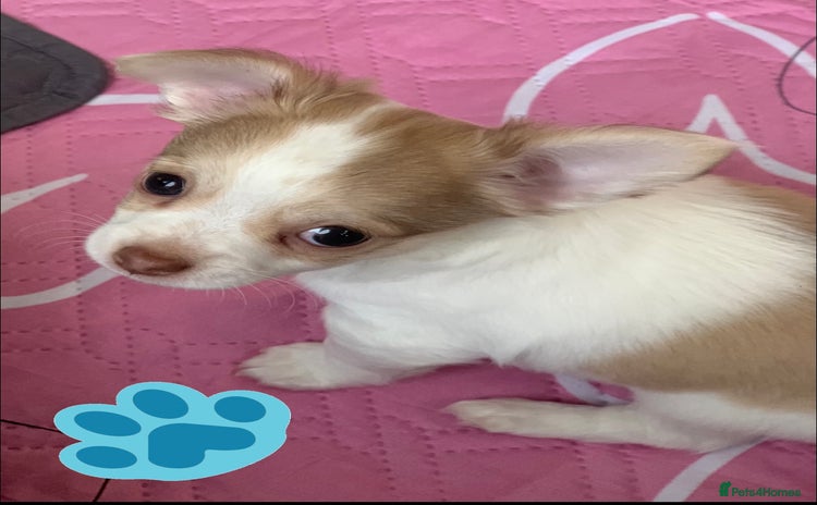 Chihuahua dogs - Advert 12