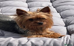 Yorkshire Terrier dogs for sale: Very Tiny,mini Yorkshire terrier🥰 BOY - Image 7