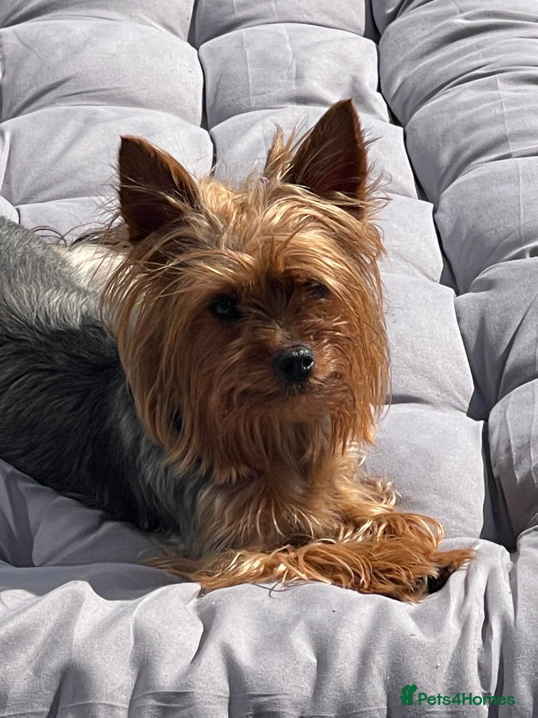 Yorkshire Terrier dogs for sale: Very Tiny,mini Yorkshire terrier🥰 BOY - Image 7